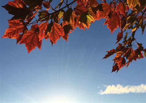 4032x2856 nature, sunray, leafe, leaves, maple, autumn, red, outdoors