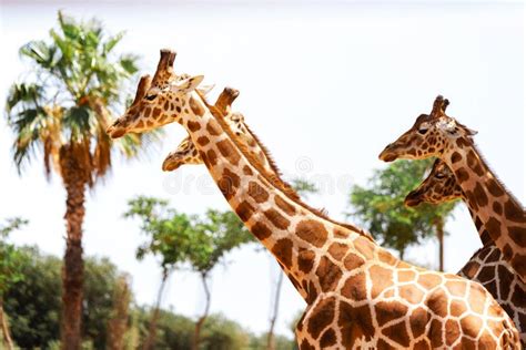 African Giraffes in the Zoo. Stock Photo - Image of head, long: 251219938