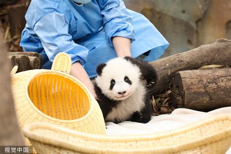 China Perspective On Twitter Baby Pandas Are Playing On A Seesaw In