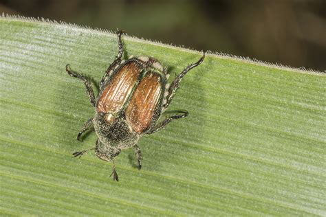 Japanese Beetles Emerging Purdue University Vegetable Crops Hotline