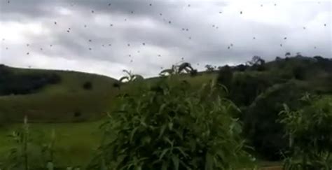 Chuva De Aranhas No C U De Minas Gerais Assusta Popula O No Brasil