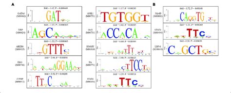 Analysis Of Transcription Factor Binding Sites In The Promoter Of