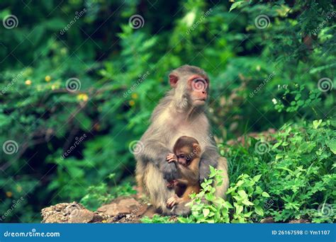 Rhesus monkey stock photo. Image of nature, surprise - 26167598