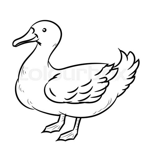 Hand drawn sketch of Duck isolated, ... | Stock vector | Colourbox