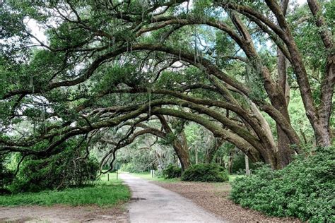 Visiting The Charleston Tea Garden Is The Perfect Weekend Plan