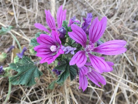 La Mauve Plante Comestible Pleine De Douceur