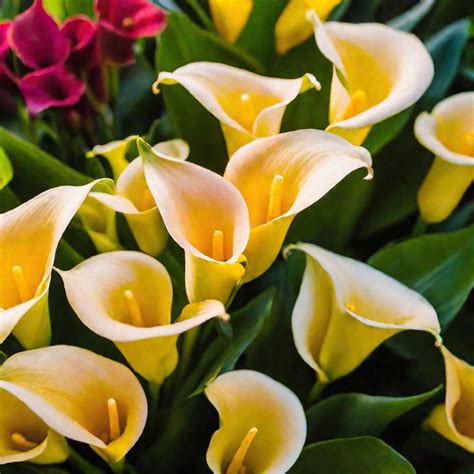 Комнатные растения каллы: правила ухода и выращивания для новичков