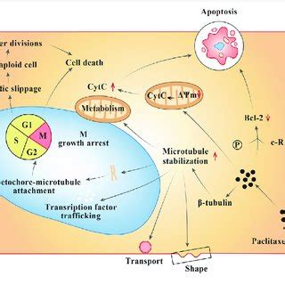 Pdf Platinum And Taxane Based Adjuvant And Neoadjuvant Chemotherapy