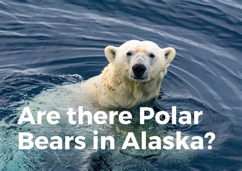 Are There Polar Bears In Alaska? (Where To See Them!) - TravelPeri