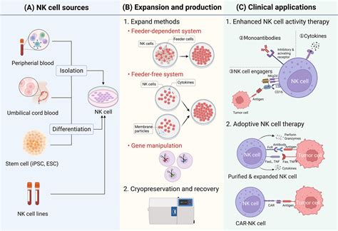 Current Status And Future Perspective Of Natural Killer Cell Therapy