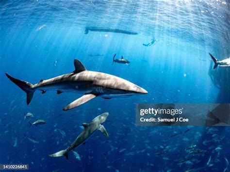 15 Whale Shark Teeth Stock Photos, High-Res Pictures, and Images ...