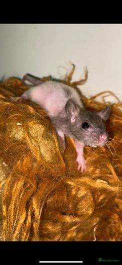 Very Friendly And Tamed Rats For Adoption In London Pets4homes