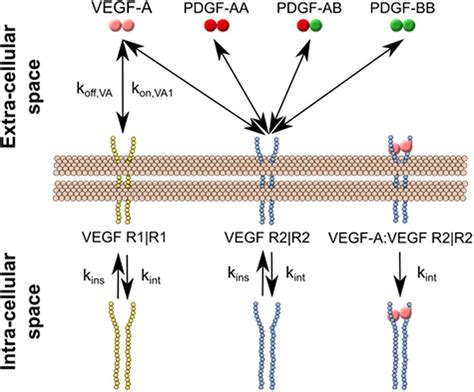 Qualitative Model Of Endothelial Cell Vegf And Pdgf Ligand Receptor