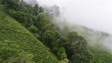 Discover The Delightful Flavors Of Darjeeling Tea – The Champagne Of Teas