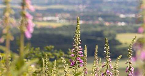 Wanderweg Im Wiehengebirge A Gehlenbeck Bergfex Wanderung Tour