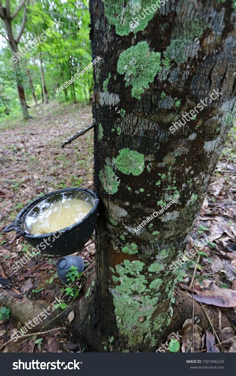 24,453 Rubber Plantation Stock Photos, Images & Photography | Shutterstock