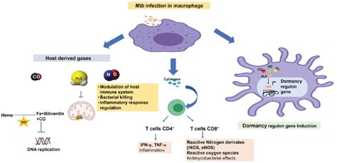 Schematic Representation Of Interaction Of Host Factors Involved During