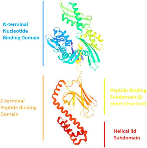 Frontiers α Synuclein An All Inclusive Trip Around Its Structure