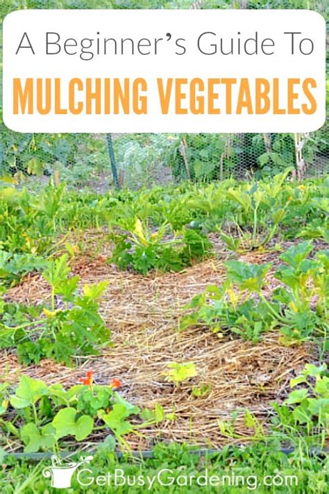 Best Mulch For Organic Vegetable Garden