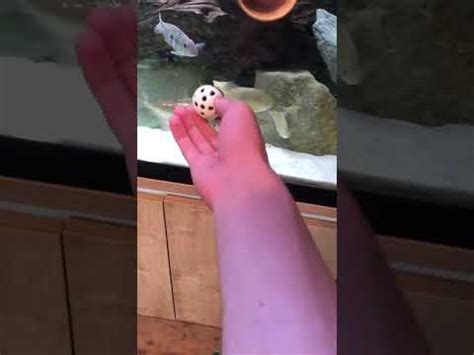 GEO Chasing Ball Fish Aquarium Cichlid Yt YouTube