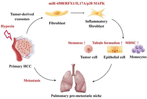 Hypoxia Induced Exosomes Facilitate Lung Pre Metastatic Niche Formation