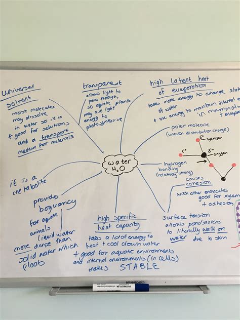 Mastering Biology With The Help Of A Whiteboard