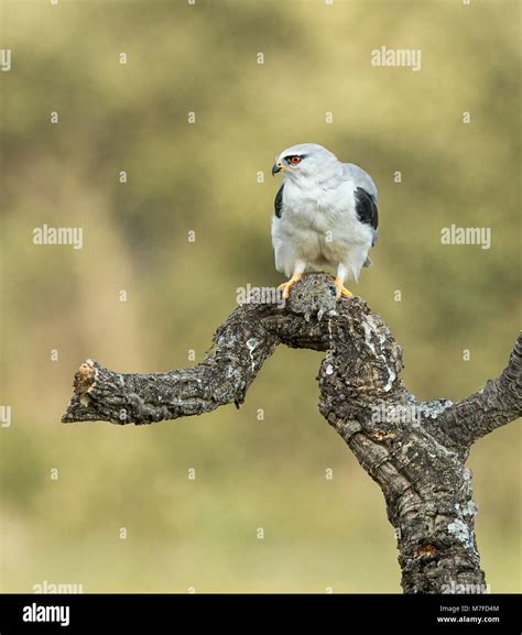 Black Winged Kite Elanus Caeruleus Feeding On Vole Stock Photo Alamy