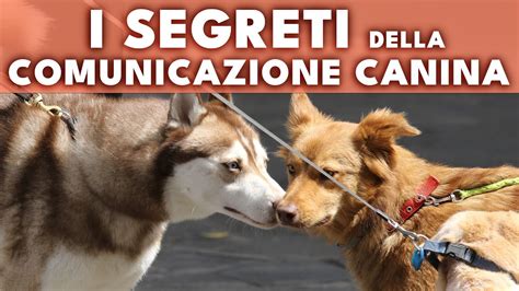 I Segreti Della Comunicazione Canina Il Regno Dei Cani Youtube