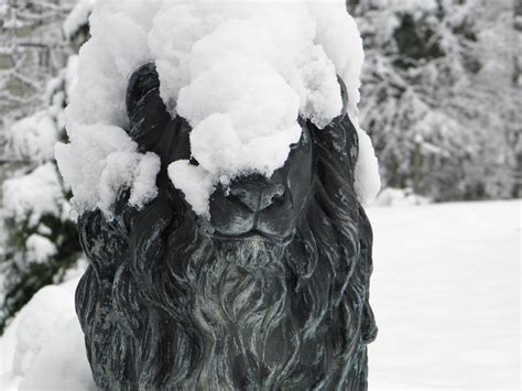 Snow Lion 1 Free Photo Download | FreeImages