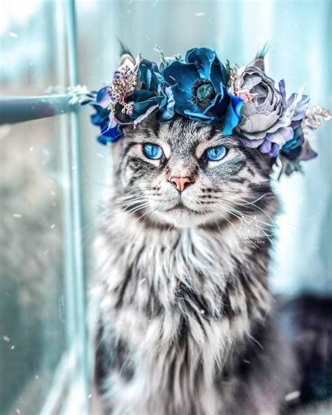 67 Funny Fuzzy Animals To Brighten Your Day Cutesypooh Gorgeous Cats