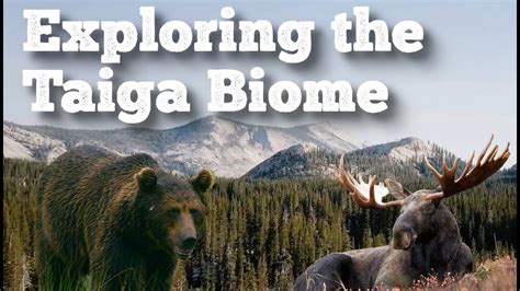 Exploring The Taiga Biome Freeschool Youtube