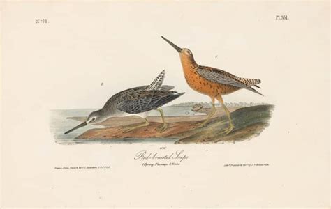 Audubon St Ed Octavo Pl Red Breasted Snipe St Edition Octavos