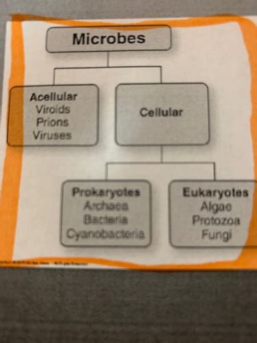 Microbiology Chapter 3 Flashcards Quizlet