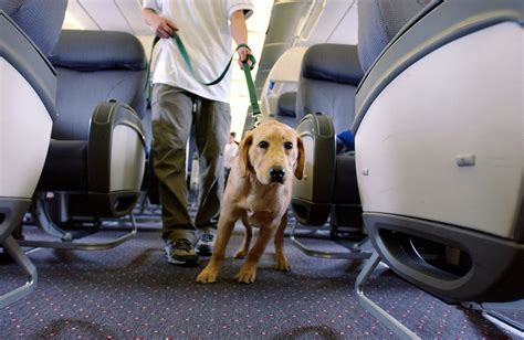 Top Pet Friendly Airlines That You Need To Know Easemytrip