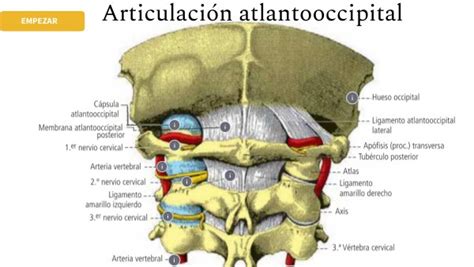 Atlantooccipital