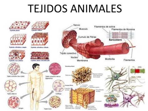 Tipos De Tejidos Animales Características Y Funciones