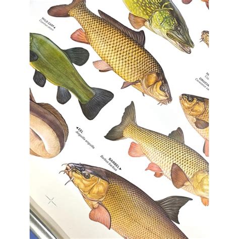 The Complete Angler By Keith Linsell Poster Measures Approx Inches