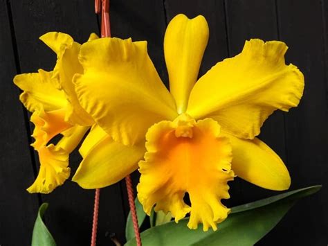 Rlc. Haw Yuan Gold 2.5"