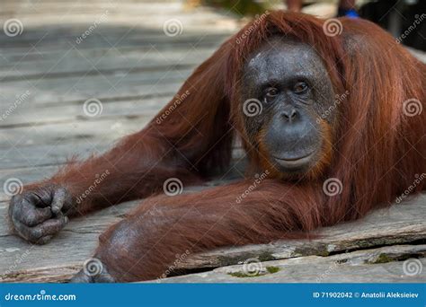 A Large Red Orangutan Lying On A Wooden Platform And Thinks Indonesia