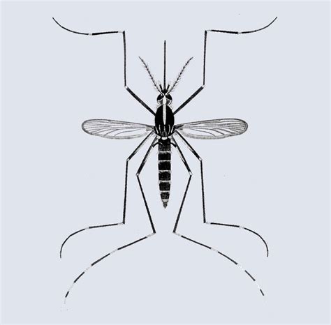 Peril On Wings 6 Of Americas Most Dangerous Mosquitoes The New York Times