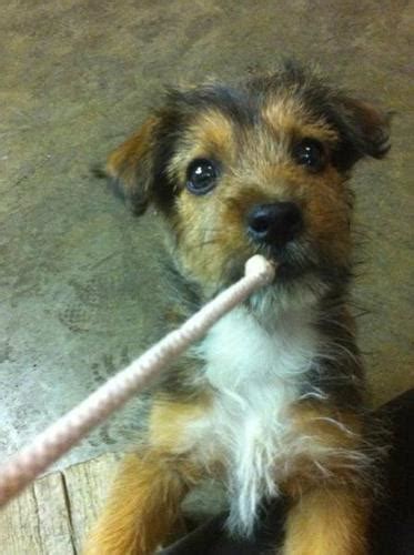 Jorkie Puppies Jack Russell X Yorkie For Sale In Vimy Alberta