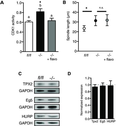 Premature Spindle Elongation Is Independent Of Cdk Activity Or Tpx