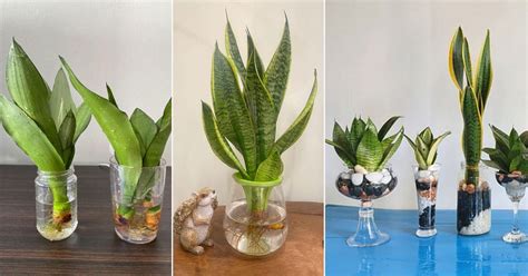 How to Grow a Snake Plant in Water | Balcony Garden Web