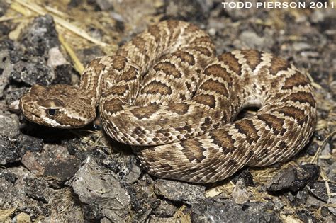 Crotalus scutulatus | The Reptile Database