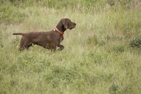 Pudelpointer Dog Breed: Info, Pictures, Facts, & Traits – Dogster