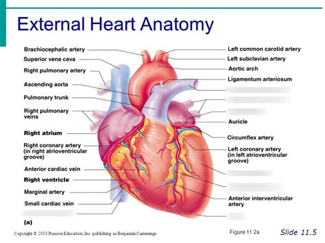 Quizlet Heart Anatomy Anatomy Book