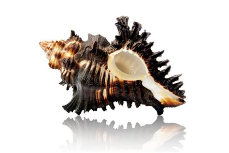 Black Murex Shell Stock Image Image Of Shell Spiky 15525621