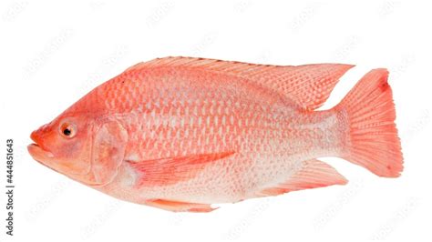 Fresh Red Tilapia Fish Oreochromis Sp Isolated On White Background