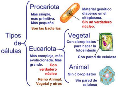 Clasificacion y Tipos de células