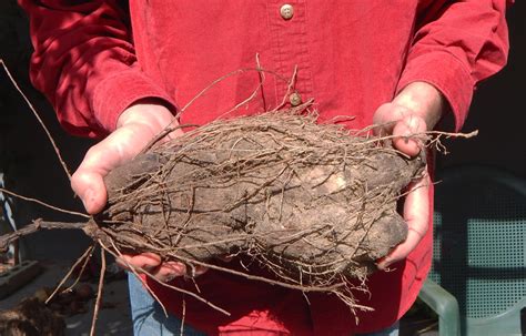 Root Vegetables Yam At Gina Robbs Blog